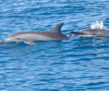 La Preneuse: Dolphin Swimming and Snorkeling Speedboat Trip