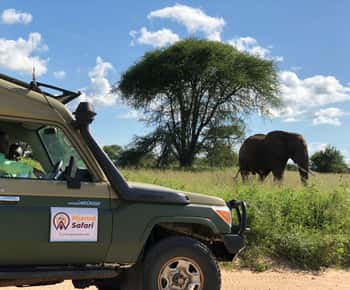From Zanzibar: Mikumi National Park Guided Safari