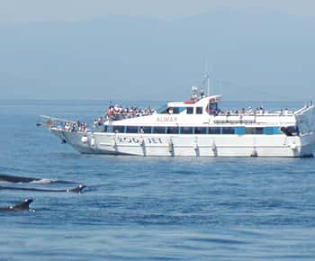 Varazze: Excursão guiada de observação de cetáceos pelo Santuário de Pelagos