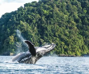 Buenaventura: Pacific Coast Whale Watching Tour