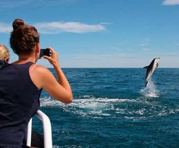 Pula: Besuch des Nationalparks Brijuni Island & Delfin-Kreuzfahrt