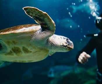 Gebiet Heraklion: CRETAquarium Eintrittskarte