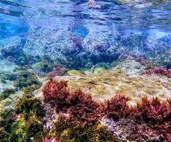 Tarifa: Guided Strait Natural Park Snorkel Tour