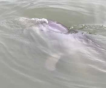 Hilton Head Island: excursão de 90 minutos com golfinhos e natureza