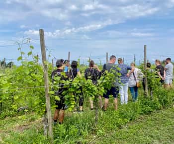 Sirmione: Weinbergstour mit Lugana-Weinen und lokalen Verkostungen