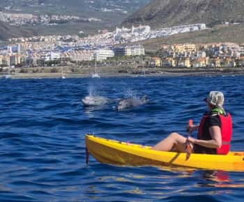 Teneriffa: Kajak-Safari und Meeresschildkröten-Schnorcheln mit Fotos