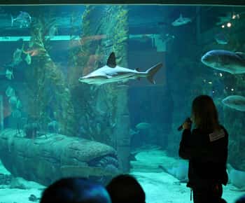Le Grau-du-Roi: Seaquarium Sıra Atlama Giriş Bileti