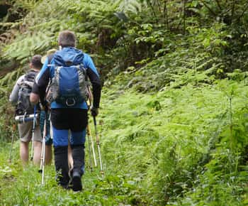 Kilimanjaro: Day trip -hike to Mandara Hut Kilimanjaro 2700m