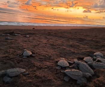 Puerto Vallarta: Sea turtle release at Sunset