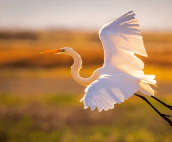 Savannah: excursão ecológica para observação de golfinhos ao pôr do sol de barco