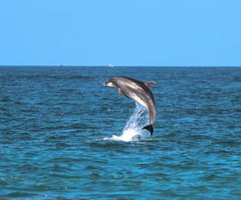 Golfo Aranci: Kajaktour mit Delfinbeobachtung & Aperitif