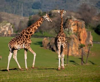 Obregón: Parque de la Naturaleza de Cabárceno Eintrittskarte