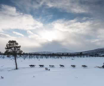 Da Abisko: escursione in slitta trainata da cani a Kiruna con fika