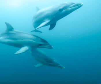 Queenscliff Harbour: 3.5hr Seal & Dolphin Snorkelling Tour