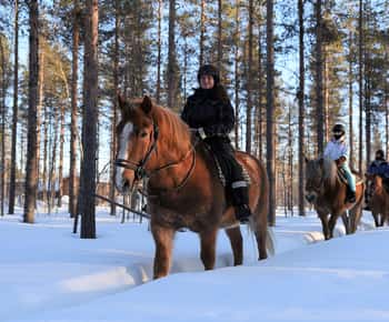 Levi: Snowy Forest Ride und Polarlichttouren