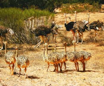 Desde Agadir: Excursión al Parque Nacional de Souss-Massa con almuerzo
