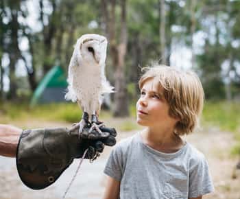 Rio Margaret: Encontro com aves de rapina e caminhada na floresta