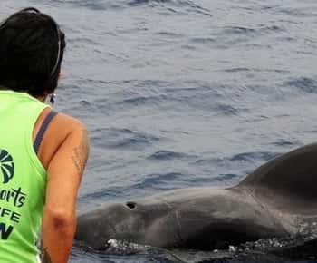 Los Cristianos: crociera rispettosa senza inseguimenti per avvistare balene e delfini