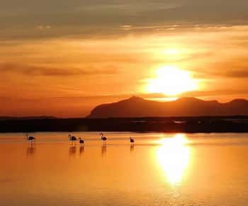 Trapani: Excursión a las Salinas al Atardecer y Camino de los Flamencos