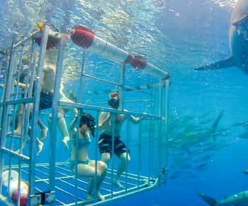 Oahu: Shark Cage Dive on the North Shore