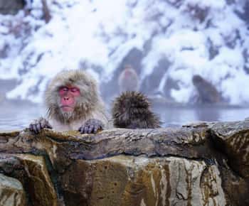 長野：雪猿、善光寺、酒の1日ツアー