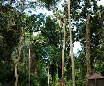 Ubud Adventure: Monkey Forest, Rice Terraces & Waterfalls