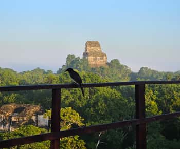 Tikal van Guatemala