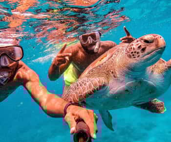 From Mindelo: São Vicente's Enchanting Sea Turtle Snorkeling