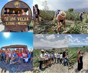 Mezcal Oaxaca: Tour, gastronomie en Mezcal proeverij
