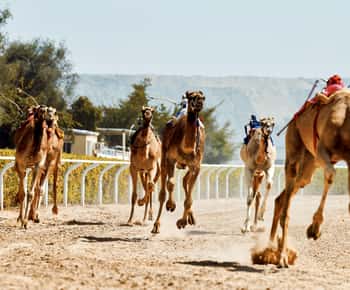 Dubai Camel Race with Prime Seats & Short Camel Ride