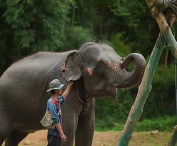 Elephant Habitat Park Feeding Entry & Rafting Van Transfer