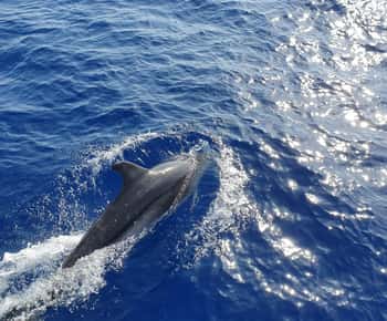 Mallorca: 2-stündige Delfinbeobachtungstour & Glasbodenboot