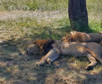 From Nairobi: 3 Days 2 Nights Maasai Mara Safari Group Tour