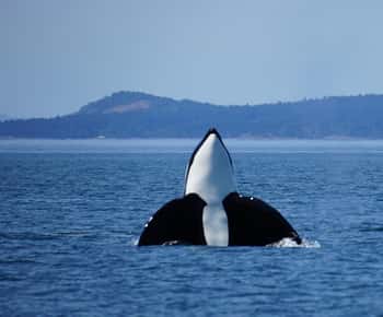 Anacortes: passeio de barco com garantia de avistamento de orcas perto de Seattle