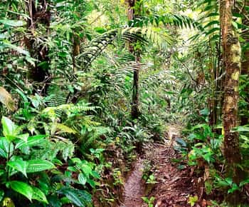 From Cali to the rainforest: Discover San Cipriano – 2-day adventure tour