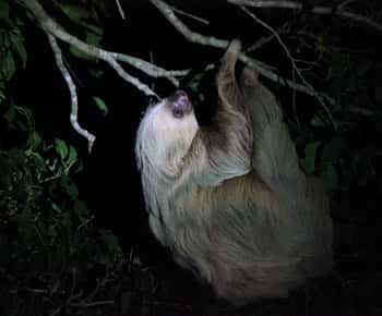 La Fortuna Night Walk in a High Biodiversity Rainforest