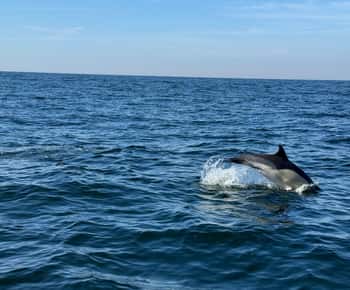 Bootstour zur Delfinbeobachtung in Nazaré