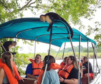 Tour Gatun Lake Wildlife Monkey Watch und Sloth Sanctuary
