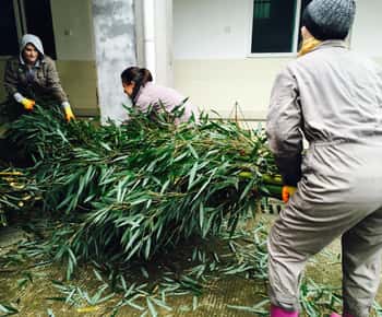 Panda Volunteer Project Day Trip(Wolong/Du Jiang Yan)
