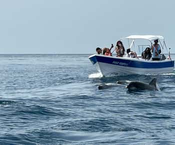 Olhão- Safari Watching Dolphins and other species