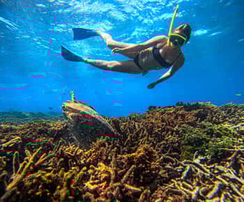 Trincomalee: Whale & Dolphin Tour + Navy Island Snorkeling