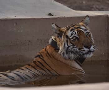 Sariska : Private Guided Tiger Safari in Gypsy