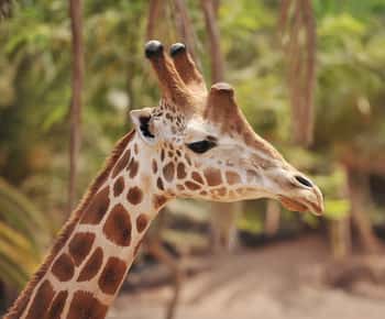 Fuerteventura: Oasis Wildlife Toegangsbewijs
