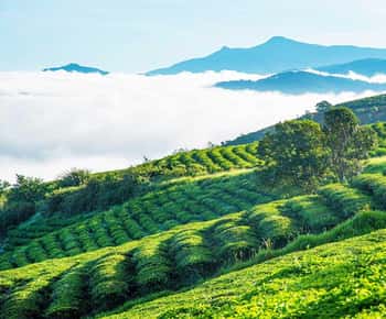 Da Lat: Tour para ver el amanecer y las nubes en la colina del té de Cau Dat