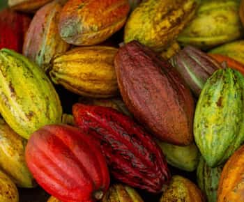 La Fortuna: Don Juan Arenal Coffee and Chocolate Tour