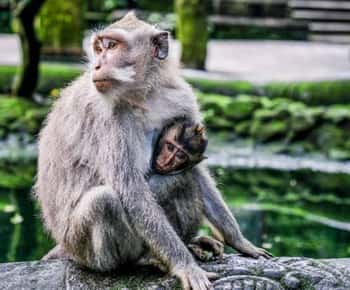 Ubud: Floresta dos Macacos/Terraços de Arroz/Templo da Água/Cachoeira