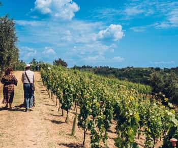 San Miniato: Wine Tour in a Family-Run Tuscan Winery