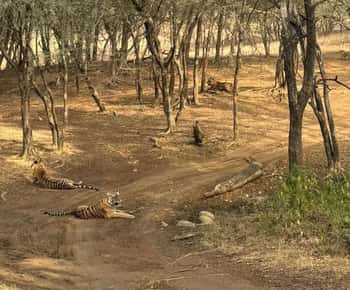 Jaipur: Safári matinal para Sariska com refeição e transporte