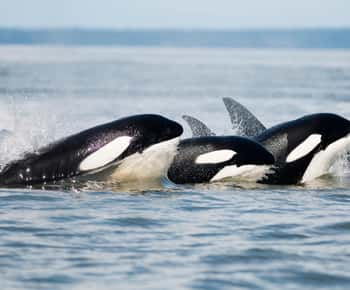 Parksville: Half-Day Whale and Wildlife Adventure