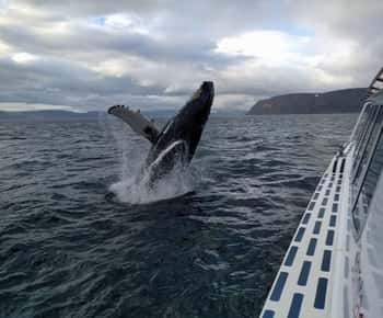 Ísafjörður: excursión en barco para avistar ballenas en los fiordos occidentales